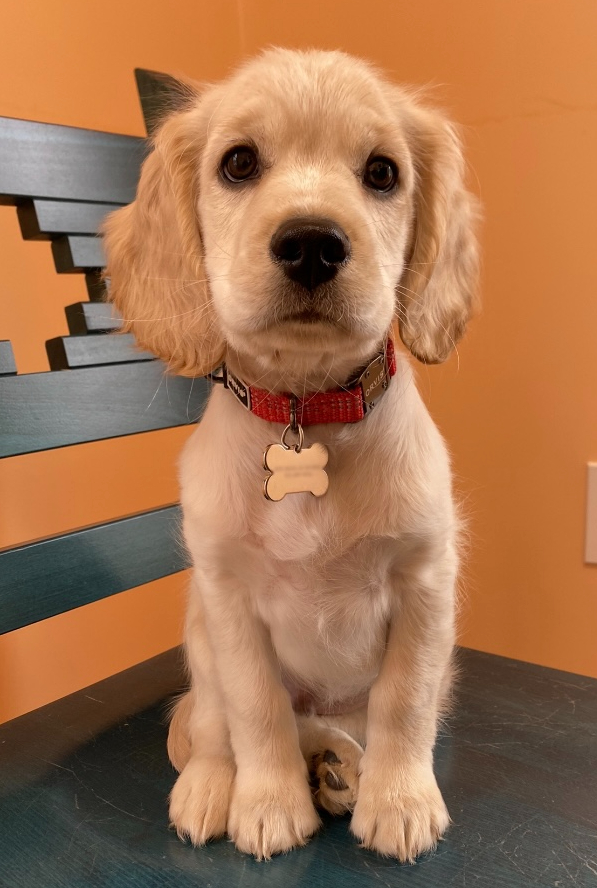 golden retriever puppy sitting on a chair